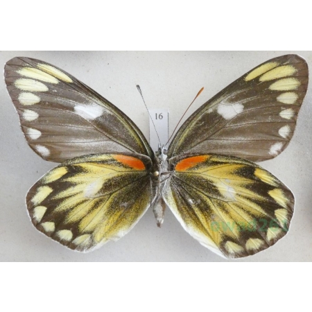 Delias zebuda Hewitson, 1862 female reverse Indonesia, Sulawesi16